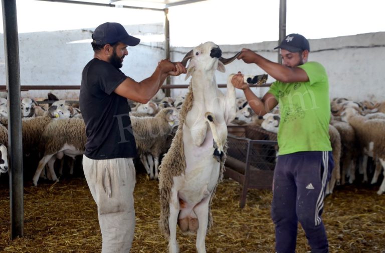 المغرب يقرر رسميا إلغاء “أضحية عيد الأضحى… إليكم السبب