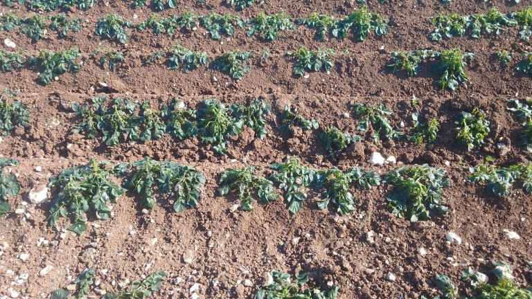 ارتفاع مرتقب في اسعار الخضراوات مع قدوم شهر رمضان والسبب؟