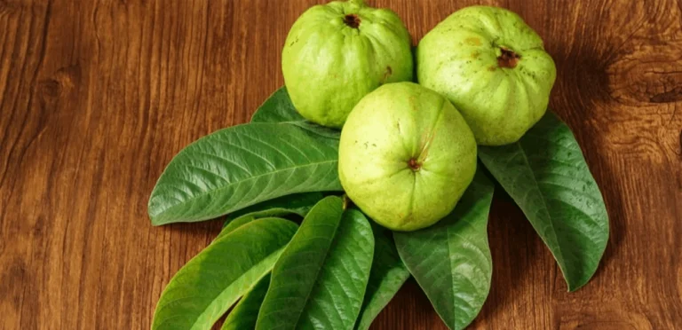 نصائح ثمينة جدًا.. هذا ما يحصل عندما تمضغ ورق “الجوافة”