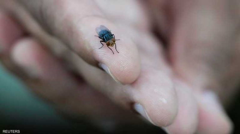 رصد الذباب آكل اللحم .. ماذا نعرف عنه وهل يجب القلق؟