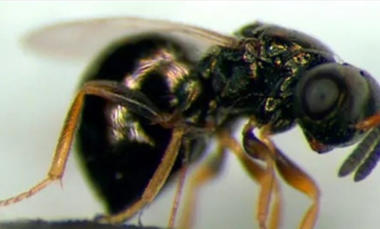 دبور “يجمد الزمن”.. ويفتح أبواب إبطاء الشيخوخة!