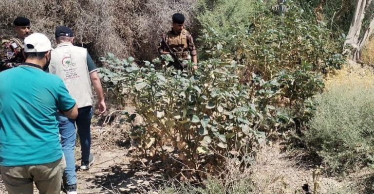 نبته سامه تغزو محافظة الأنبار العراقية.. ما القصة