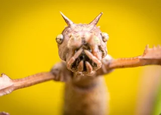 اكتشاف حشرة عملاقة تختبئ في قمم اﻷشجار