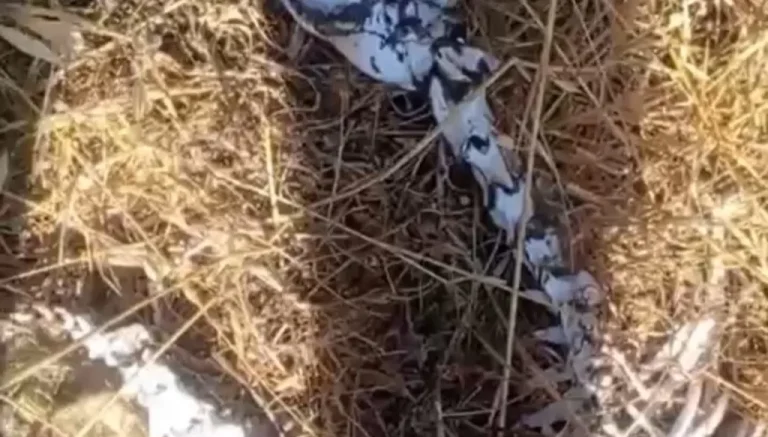 هيكل عظمي غريب يثير ضجّة في أكروم… “درب عكار” تكشف الحقيقة