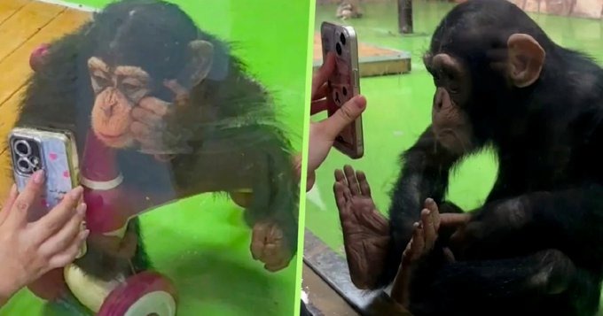 شمبانزي يُمنع من مشاهدة الفيديوهات لحماية بصره ونفسيته