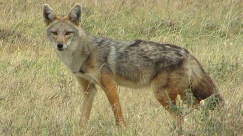 وزارة الزراعة تتابع نفوق حيوانات برية وتتخذ الإجراءات اللازمة للحفاظ على السلامة العامة