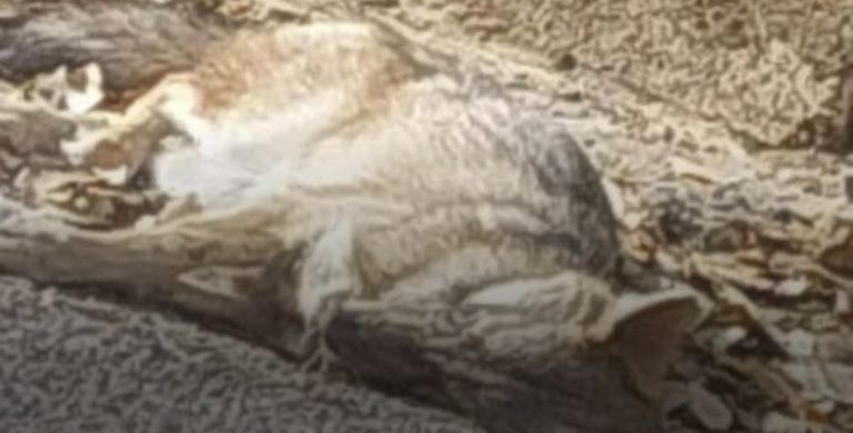 تحذير من بلدية ضهر الصوان: مرض غامض يصيب حيوانات في المنطقة