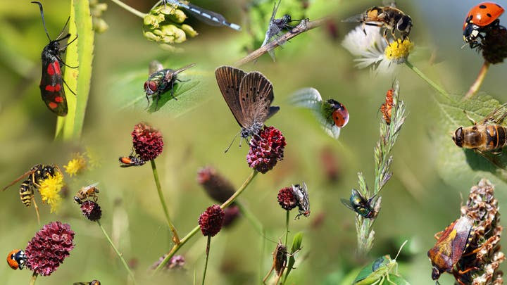 كارثة تهدّد البشرية بسبب الحشرات