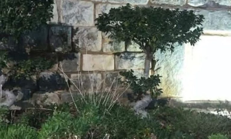 ما حقيقة ظهور النور قرب قبر القديسة رفقا في جربتا؟